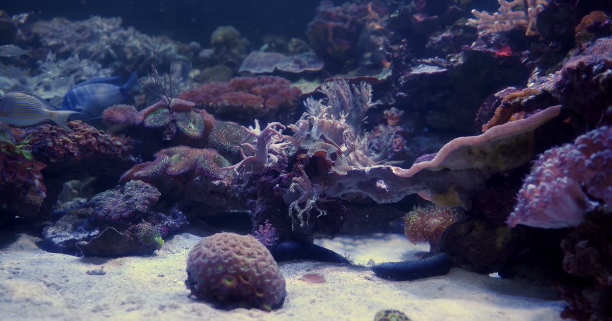 Equarri Acquari su misura ed eccellenza acquariofila dal 1993 | Ocean Acquario